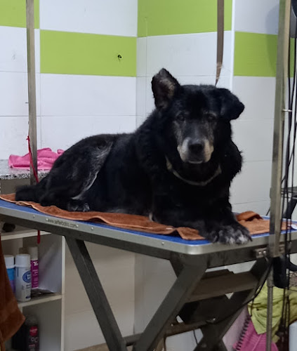 Negocio 4Pates Peluquería Canina