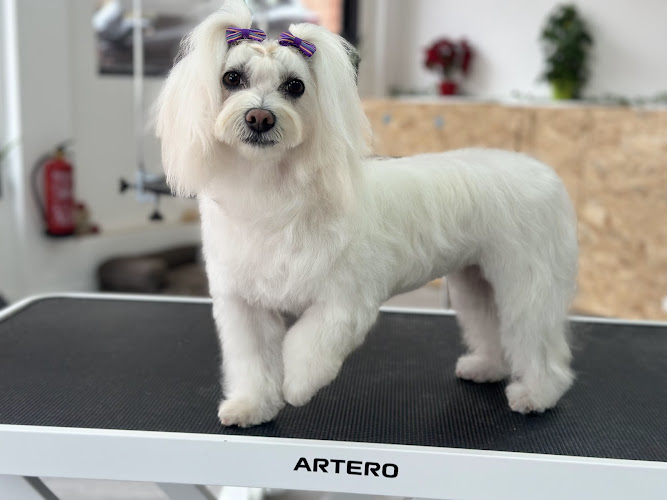 Negocio Aida Garcia Estilista Canina