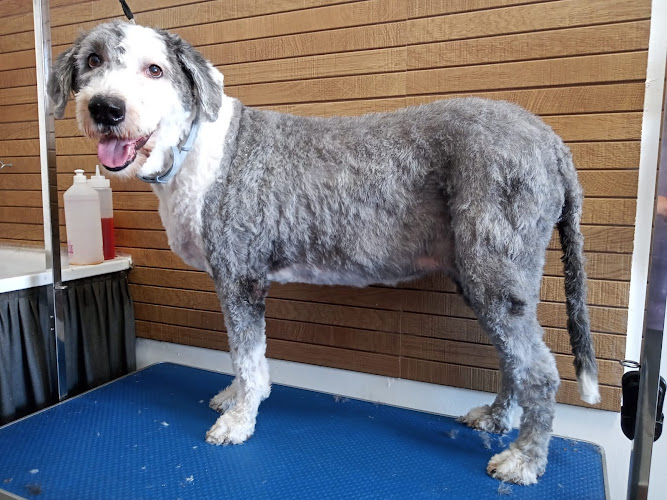 Negocio Ali Pintiado Estilista Canina