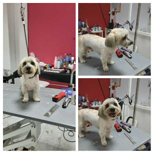Negocio Amigo Peludo Peluquería Canina