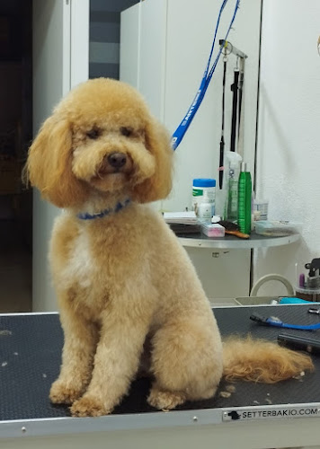 Negocio Amigossos Peluquería Mascotas