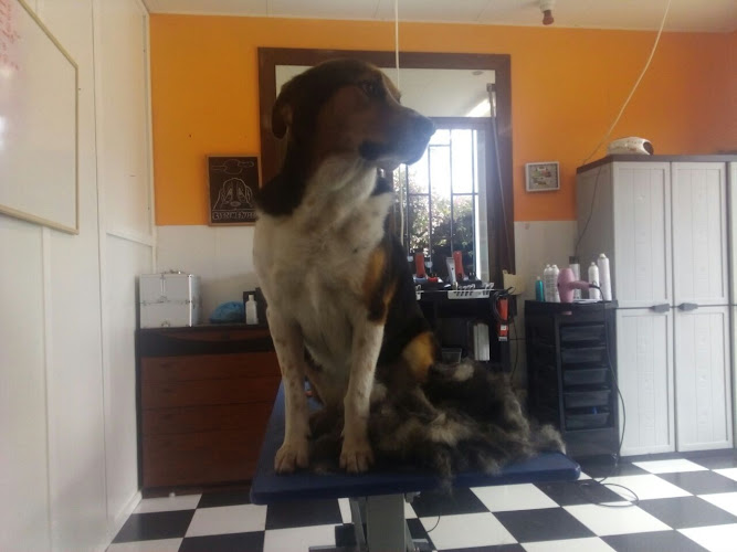 Negocio Ana Fraga Peluquería Canina