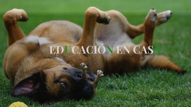 Negocio Andalucía Canina