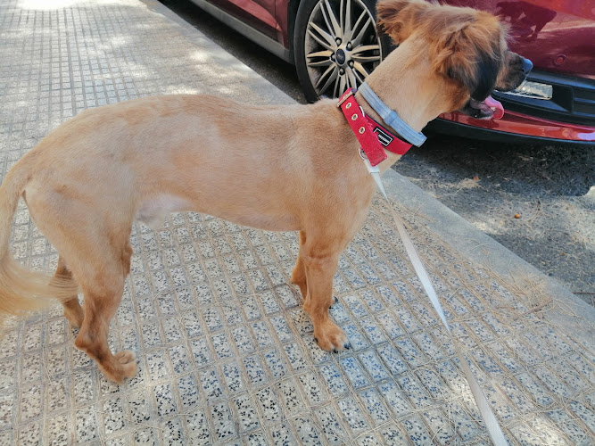 Negocio Animaladas Peluqueria Canina-Felina