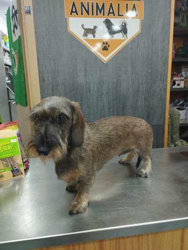 Negocio Animalia Santander
