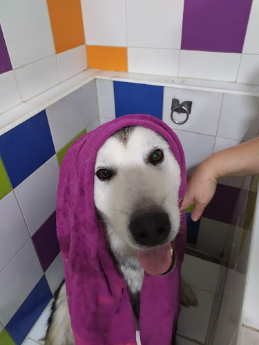 Negocio Animal's Friends