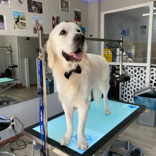 Animals Peluquería Canina Y Felina En Alicante