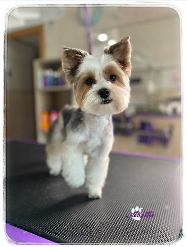 Negocio Annator Estética Y Peluquería Canina