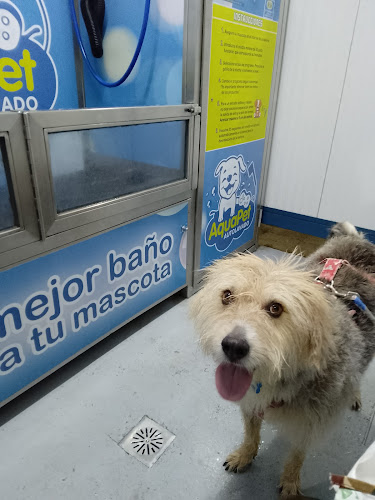 Negocio Aquapet Autolavado De Mascotas
