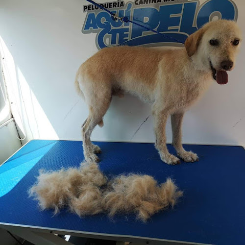Negocio Aquí Te Pelo Peluquería Canina