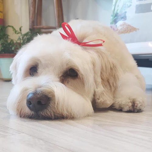 Negocio Arte Canino Ávila