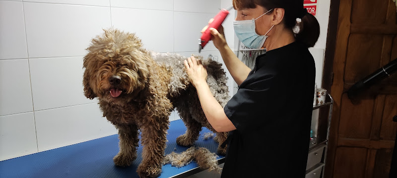Negocio Asturalia Peluqueria Canina