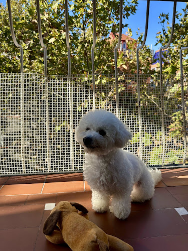 Negocio Aukan Peluqueria Canina