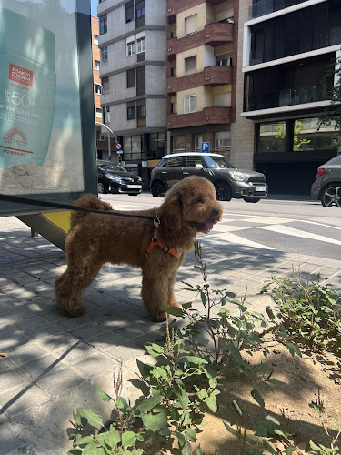 Autolavado De Mascotas Inoa Dogs
