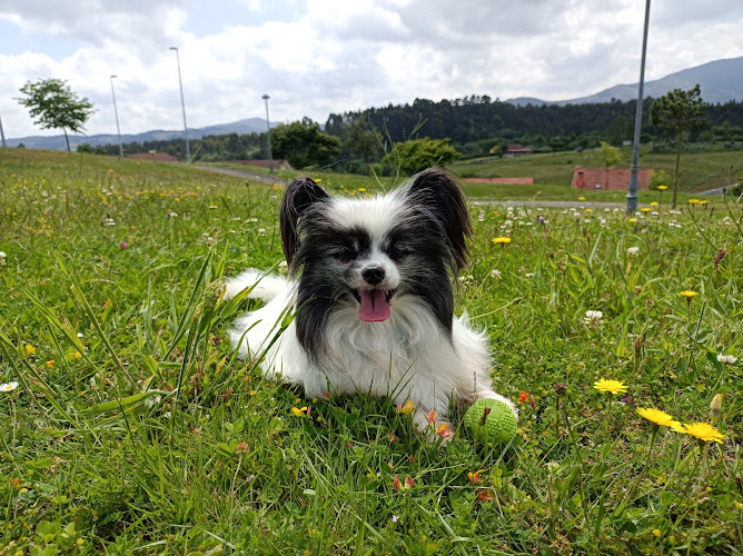 Negocio Azucena San Pedro