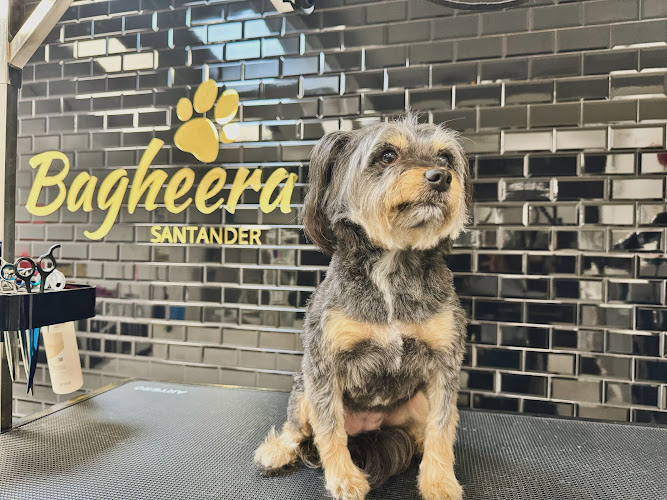 Negocio Bagheera Santander