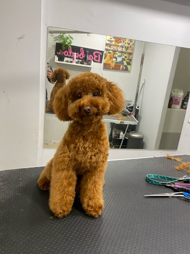 Negocio Barbulugo Peluqueria Canina (16€ Autoservicio)