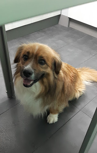 Negocio Beauty Dog Shop