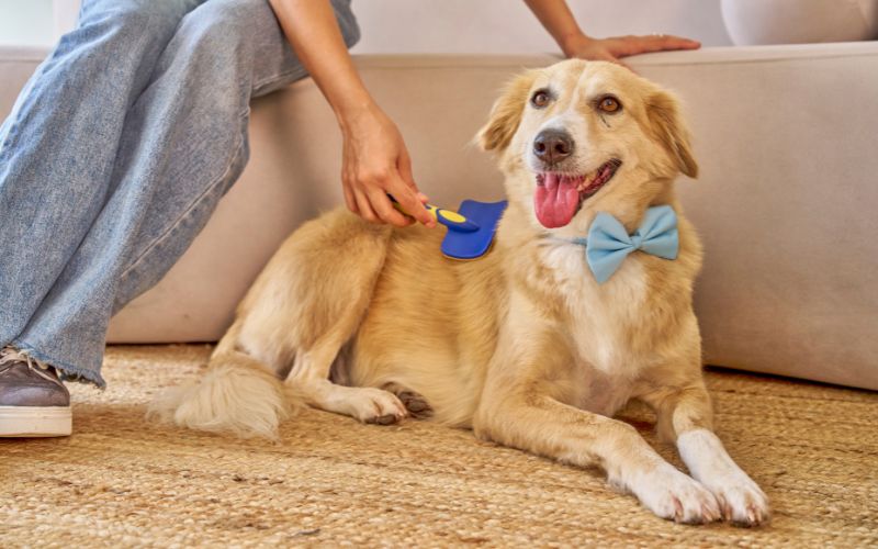 Beneficios del cepillado en perros