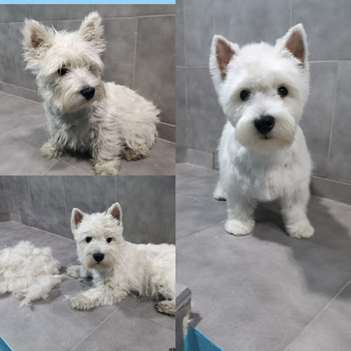 Negocio Bichos Ciudad Real