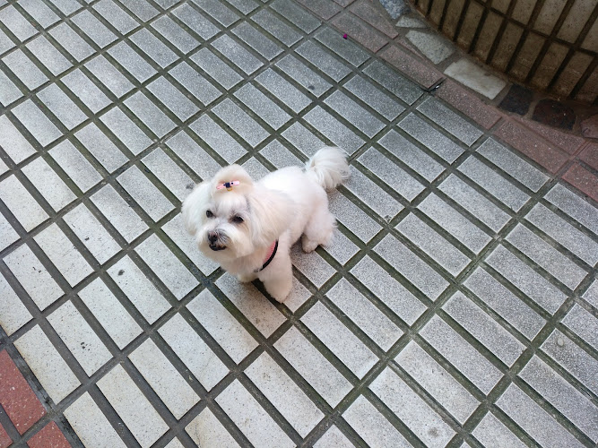 Negocio Bichos Peluqueria Canina