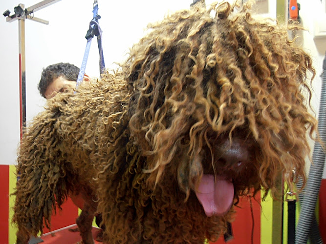 Negocio Bio Mascota, Huerto Y Jardín