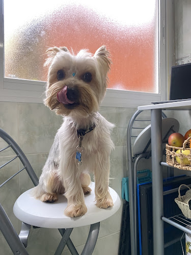 Negocio Blanqui Educación Canina Y Peluqueria