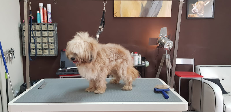 Negocio Boj Grooming( Ahora Dog Is Cool)