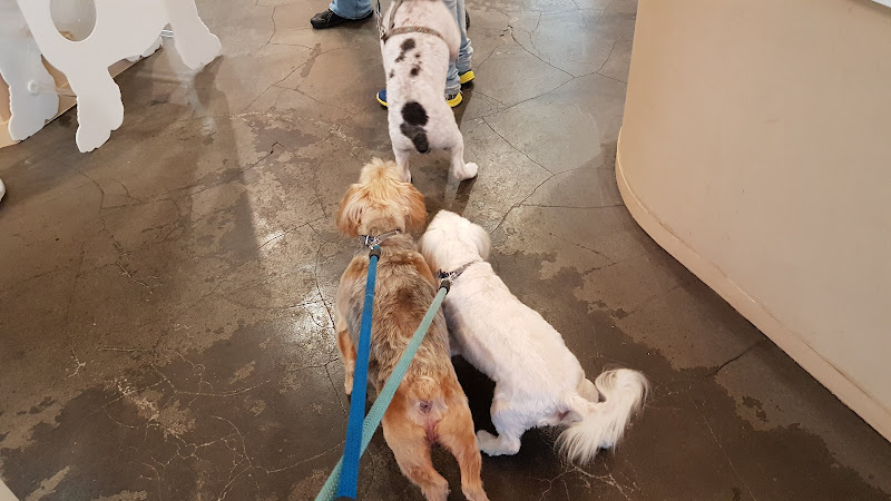 Negocio Bonnie And Clyde Peluquería Canina