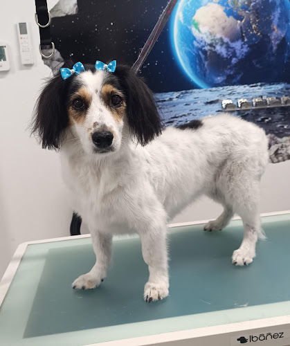 Negocio Boston Peluquería Canina Zaragoza