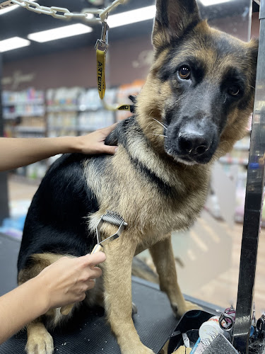 By Mascota San Roque - Tienda Mascotas & Peluquería Canina