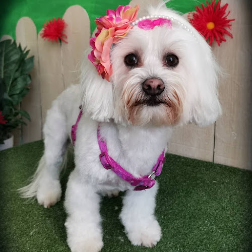 Negocio Byteldog Peluqueria Canina