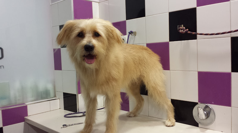 Negocio Cadell Mascotes & Complements Peluqueria Canina
