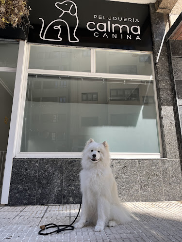 Negocio Calma Canina