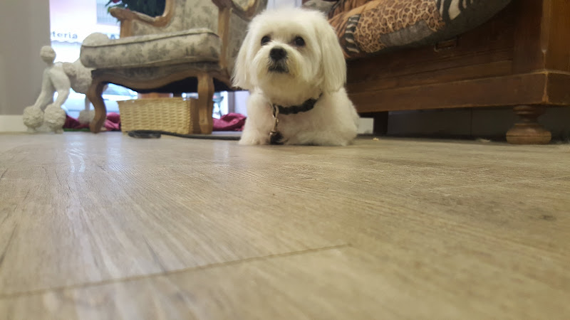 Cão