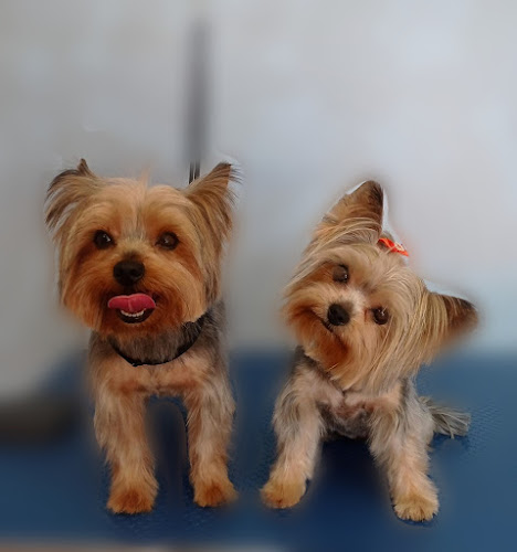 Negocio Carol Padrón - Estética Canina Y Felina.