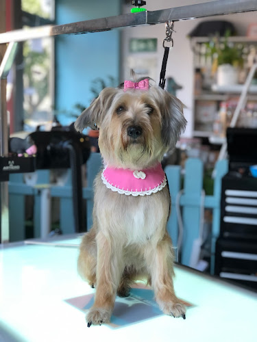 Negocio Catro Pegadas