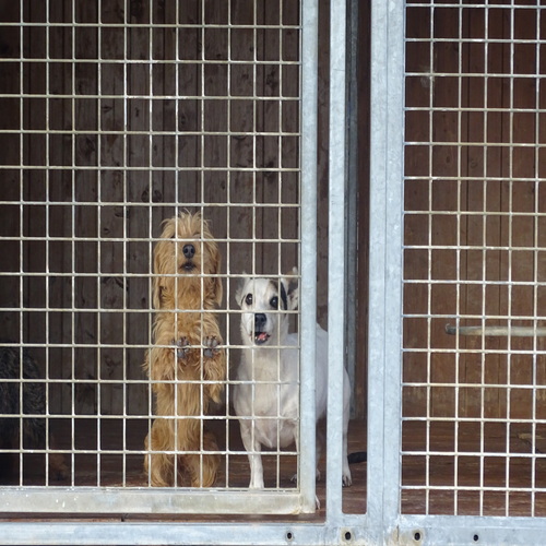 Negocio Centro Canino Biyu Vilaverd