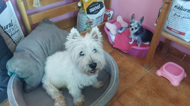 Negocio Centro Canino Fontagria