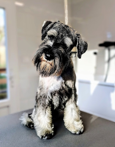 Negocio Centro Canino Valdáliga