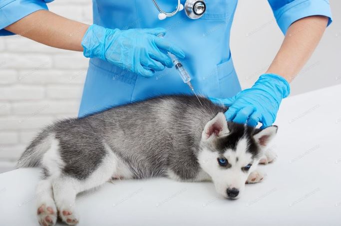 Centro Clínico Veterinario Ciudad De Los Ángeles
