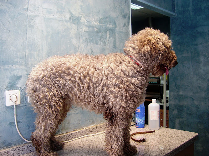 Centro Veterinario Zarabanda