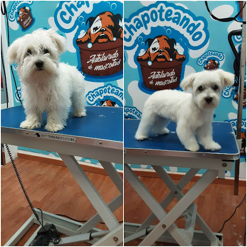 Negocio Chapoteando Baza Peluqueria Canina Y Autolavado De Mascotas