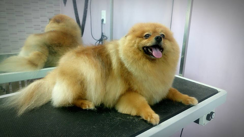 Negocio Chapoteandog