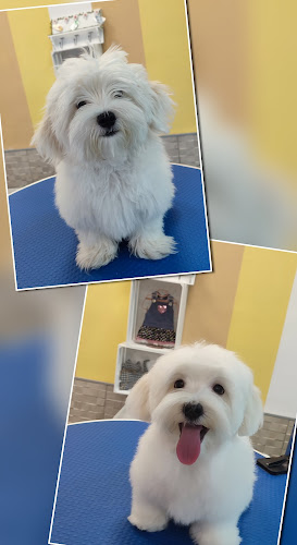 Chic-Can Peluqueria Canina.