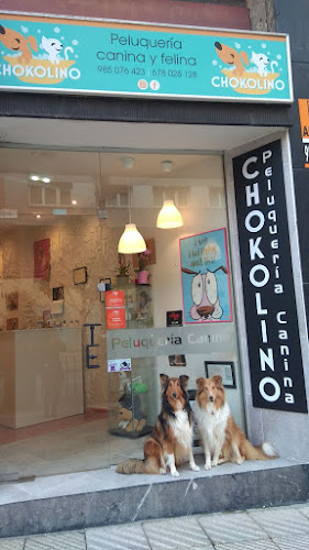 Negocio Chokolino Peluquería Canina