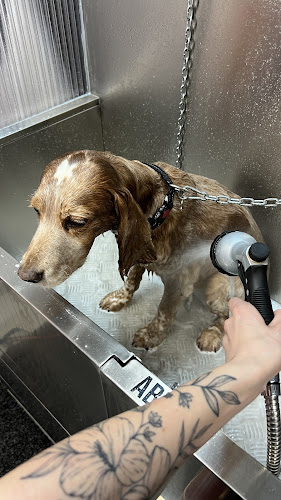 Negocio Chucho Chulo