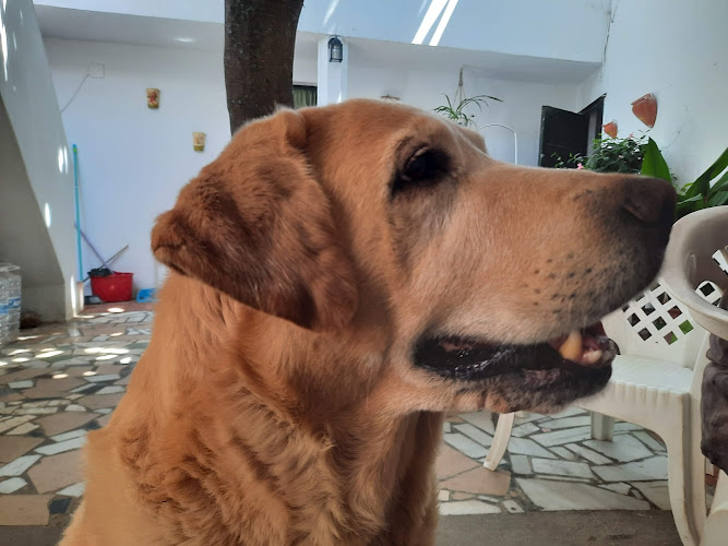 Negocio Clinica Veterinaria Agroconil