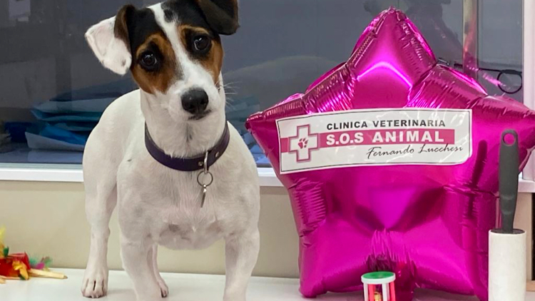 Negocio Clinica Veterinaria S.o.s Animal Fernando Lucchesi