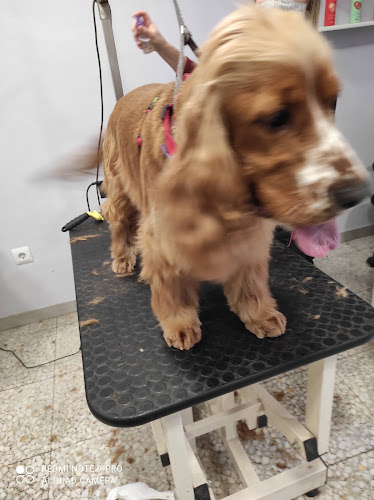 Negocio Coketos Perruquería Canina